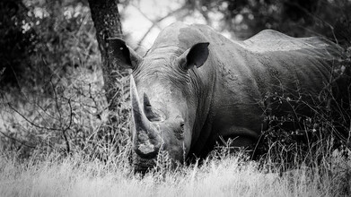 Dennis Wehrmann, Portrait Rhino - Taureau