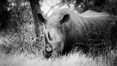 Portrait Rhino - Taureau - Photographie d'art par Dennis Wehrmann