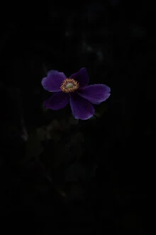 Or sur violet - Photographie Fineart par Eva Stadler
