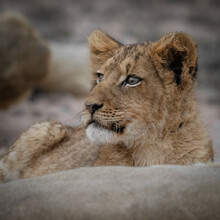 Dennis Wehrmann, Portrait lionne - Afrique du Sud, Afrique)