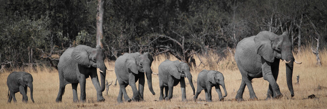 Dennis Wehrmann, défilé des éléphants du delta de l'Okavango