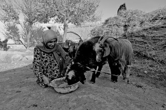 Rada Akbar, élevage et produits laitiers (Afghanistan, Asie)