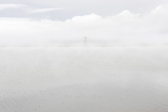 Schoo Flemming, Arbre dans le brouillard - Mongolie, Asie)