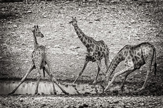Franzel Drepper, girafe au point d'eau A (Namibie, Afrique)