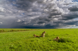Ralf Germer, Jeunes lions - trop paresseux pour chasser - Kenya, Afrique)