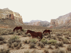 Kevin Russ, chevaux sauvages du sud-ouest