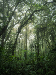 Johann Oswald, Santa Elena Cloud Forest 2 (Costa Rica, Amérique latine et Caraïbes)