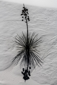 Marc Rasmus, White Sands Flower (États-Unis, Amérique du Nord)