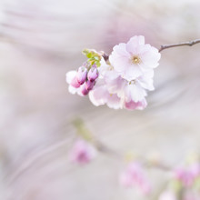 Nadja Jacke, Fleur de cerisier au printemps