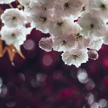 Nadja Jacke, fleurs de cerisier au printemps