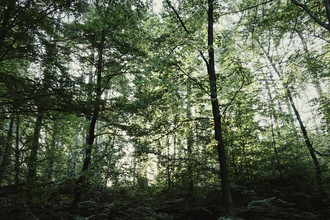 Nadja Jacke, Forêt à Furlbachtal en juin