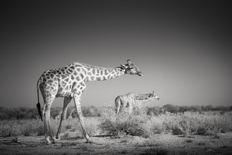 Tillmann Konrad, Cacher des girafes - Namibie, Afrique)