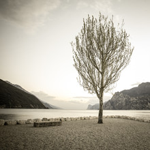 Sebastian Rost, einsamer Baum (Italie, Europe)