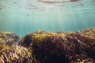 Formentera Underwater - Photographie d'art par Nadja Jacke