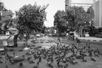 Jagdev Singh, Pigeons (Inde, Asie)