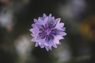 Nadja Jacke, bleuets à fleurs violettes