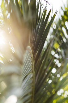 Nadja Jacke, Palmier - frondes de palmier - éclairées par la lumière du soleil d'été de Formentera