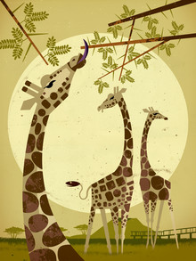 Dieter Braun, Girafes