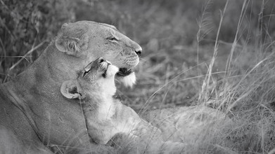 Dennis Wehrmann, mère Lion avec son petit - Botswana, Afrique)