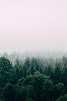 Christian Hartmann, Foggy Forest (Serbie, Europe)