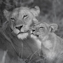 Dennis Wehrmann, Lion mère avec cub - Botswana, Afrique)