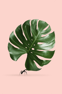 Jonas Loose, Monstera Ant (Allemagne, Europe)