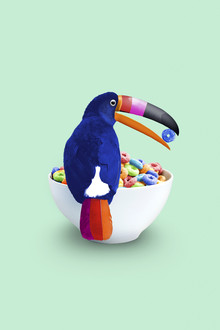 Jonas Loose, Cereal Toucan - Allemagne, Europe)