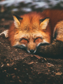 Gergo Kazsimer, Sleeping Fox (Allemagne, Europe)