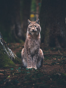Gergo Kazsimer, Posing Lynx (Allemagne, Europe)