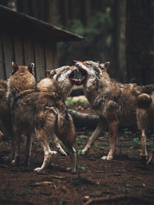 Gergo Kazsimer, The Wolf Pack (Allemagne, Europe)