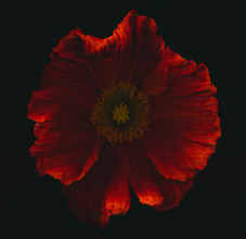 Ramona Reimann, coquelicot rouge (Allemagne, Europe)