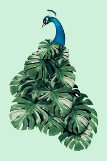 Jonas Loose, Monstera Bird (Mexique, Amérique latine et Caraïbes)