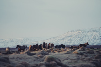 Pascal Deckarm, chevaux islandais (Islande, Europe)