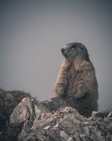 Franz Sussbauer, une marmotte aux aguets - Italie, Europe)