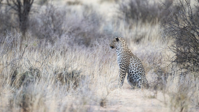 Dennis Wehrmann, Leopard Kgalagadi Transfrontier Park (Botswana, Afrique)