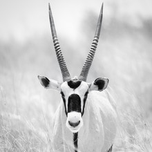Dennis Wehrmann, Oryx (Botswana, Afrique)