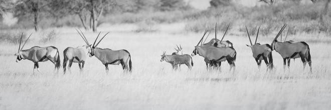 Dennis Wehrmann, Troupeau d'Oryx (Namibie, Afrique)