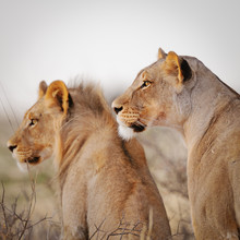 Dennis Wehrmann, Lions à la recherche d'une proie dans le parc transfrontalier du Kgalagadi - Botswana, Afrique)