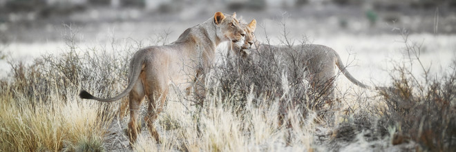 Dennis Wehrmann, Lions à la recherche d'une proie dans le Kgalagadi Transfrontier Park (Botswana, Afrique)