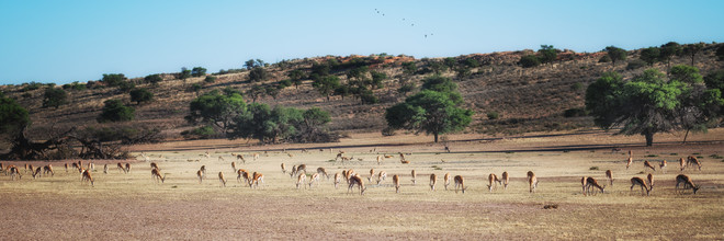 Dennis Wehrmann, troupeau de Sprinbok broutant dans le lit asséché de la rivière Auob dans le parc transfrontalier de Kgalagadi (Afrique du Sud, Afrique)