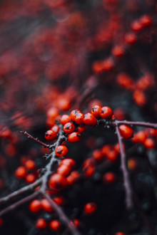 Nadja Jacke, baies rouges de l'épine de feu en hiver