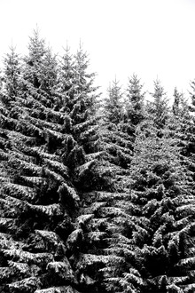 Studio Na.hili, Snowy Christmas Trees (République tchèque, Europe)
