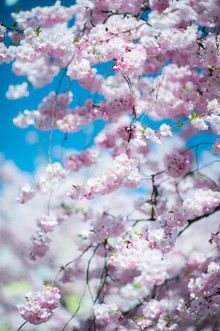 Peter Wey, Fleur de cerisier japonais rose au printemps avec faible ddl (Suisse, Europe)