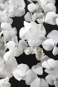 Beauté blanche sur fond noir - Photographie fineart par Studio Na.hili