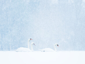 Felix Wesch, Cygnes dans la neige (Allemagne, Europe)