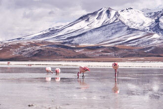 Marvin Kronsbein, Line of Flamingos - Bolivie, Amérique latine et Caraïbes)