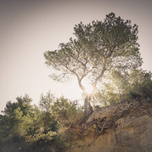 Dennis Wehrmann, l'arbre solitaire - une impression ibizienne (Espagne, Europe)