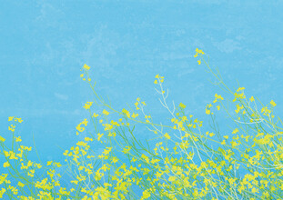 Katherine Blower, fleurs jaunes