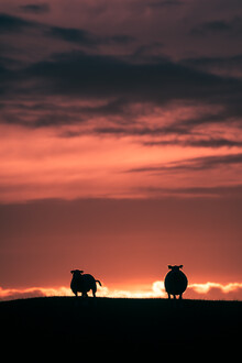 Sebastian Worm, Le mouton du couchant (Norvège, Europe)