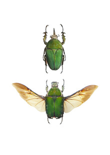 Marielle Leenders, Rarity Cabinet Insect Beetle Green 2 (Pays-Bas, Europe)